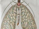 a drawing of a moth with a crown on it ' s head