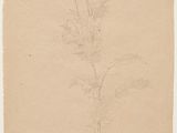 un dessin représentant une plante avec des feuilles et des fleurs