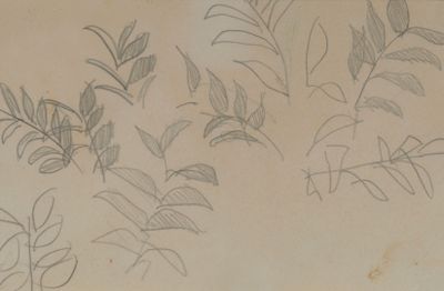 sketches of plants and leaves on a piece of paper