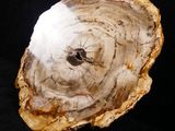an image of a piece of petrified wood on a black background