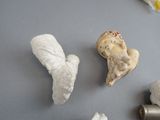 shells and other items that are on the table