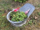 un seau rempli de fleurs posé par terre