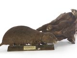 deux peluches posées sur un socle en bois