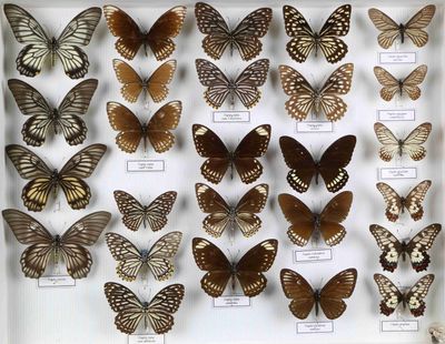 de nombreux types de papillons différents présentés dans une vitrine