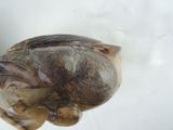 a fish that is laying down on a white surface