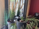 deux plantes en pot posées par terre devant un miroir