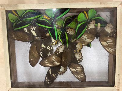many butterflies that are sitting in a glass box