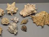 beaucoup de coquillages sur la table