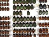 a lot of beetles that are on display in a glass case
