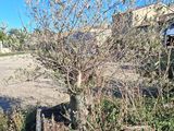 a small tree that is growing out of the ground
