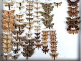many different types of moths displayed in a shadow box