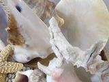 a close up of a shell with a starfish on it
