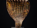 un gros plan d'une sculpture représentant un coquillage sur une surface noire