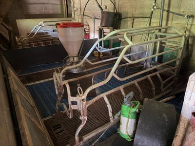 a cow in a barn with a bucket of milk