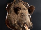 a brown bear head mounted on a black wall