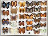 de nombreux types de papillons différents présentés dans une vitrine