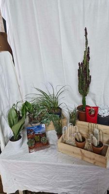 une table sur laquelle sont disposées diverses plantes