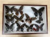 a lot of butterflies in a shadow box on a table