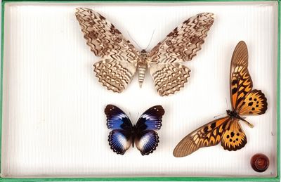Boîte contenant trois papillons naturalisés : Thysania agrip…