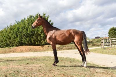 a horse that is standing in the grass by the road
