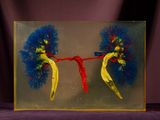 a picture of a picture of a pair of lungs