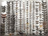 a display of moths and other insects in a white frame