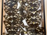 a lot of butterflies that are in a wooden frame