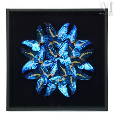 blue butterflies in a black frame on a black background