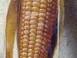 an oil painting of an ear of corn hanging from a wall