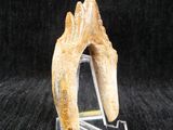 a close up of a tooth on a clear stand on a black background