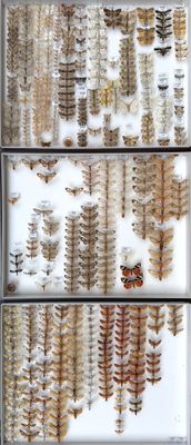 a lot of butterflies that are sitting on a window sill
