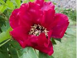 a large red flower that is blooming in the garden