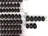 a lot of bugs that are hanging on the wall