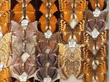many different types of butterflies displayed in a display case