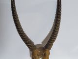 un crâne d'antilope aux longues cornes posé sur une surface blanche