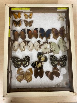 many different types of butterflies displayed in a shadow box
