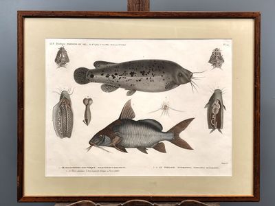 une vieille gravure représentant un poisson et d'autres poissons, dans un cadre