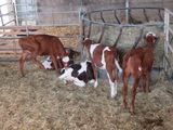 a lot of cows that are eating hay in a pen