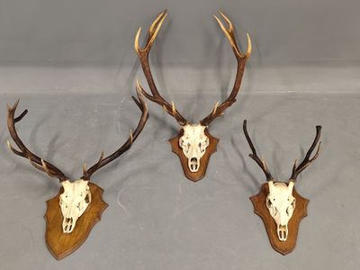 trois têtes de cerfs accrochées au mur, avec leurs bois
