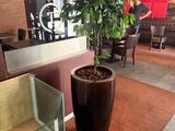 a potted plant in the middle of a room
