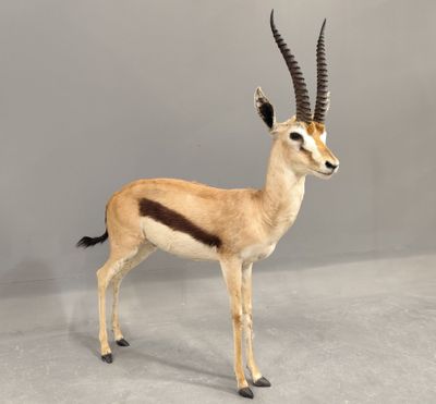 une petite antilope debout dans une pièce aux murs gris