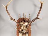 une image représentant une tête de cerf accrochée au mur