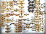 many different types of moths displayed in a display case