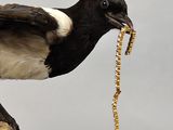 a black and white bird sitting on a branch with a worm in it ' s mouth