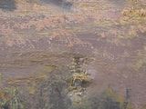 an oil painting of a horse grazing in a field with trees in the background