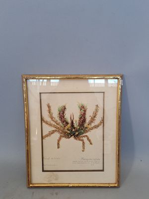 Paul CORDONNIER (XXème) "Macro podice roshata" Aquarelle