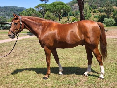 un cheval brun qui se tient debout dans l'herbe