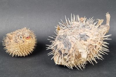 two pufferfishs that are sitting next to each other