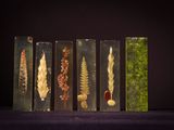 five glass vases with different types of dried plants in them