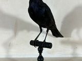 un oiseau noir perché sur un petit objet noir
